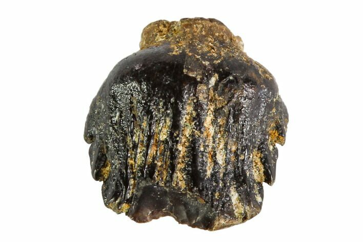 Fossil Pachycephalosaur Tooth - Montana #108171